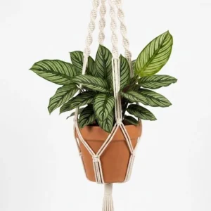 Plant hangers - Set 2